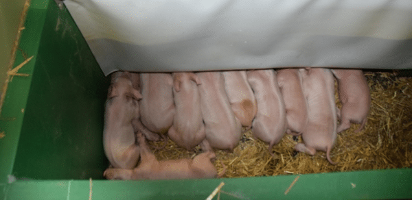 NIDS_A_PORCELETS-FERKELNESTER-NIDI-PER-SUINETTI